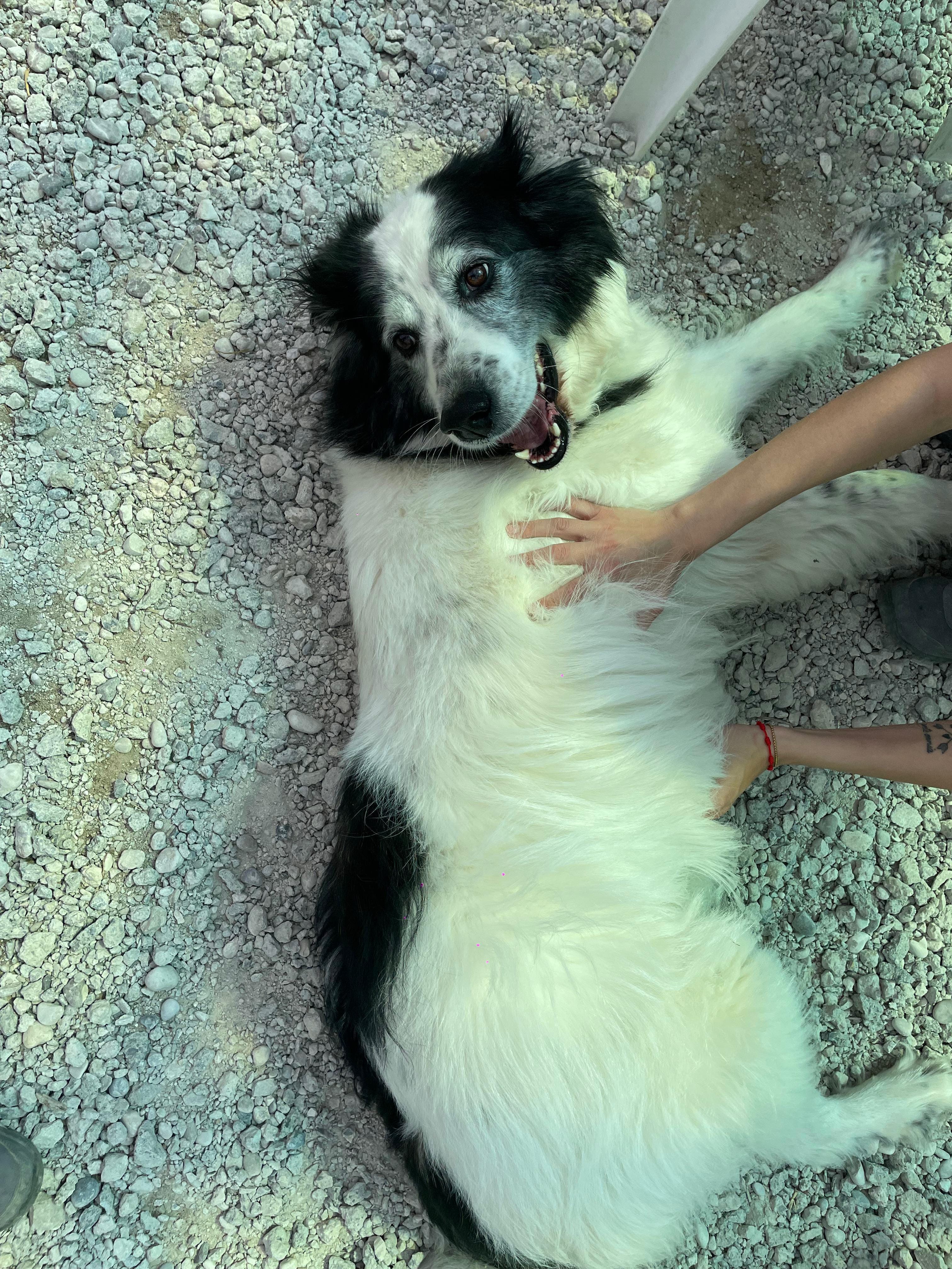 Cane ospite