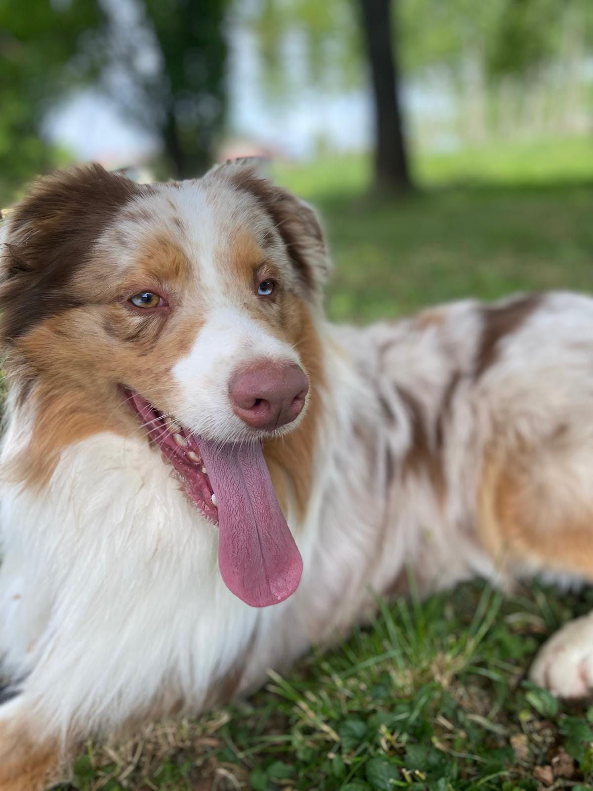 Cane ospite