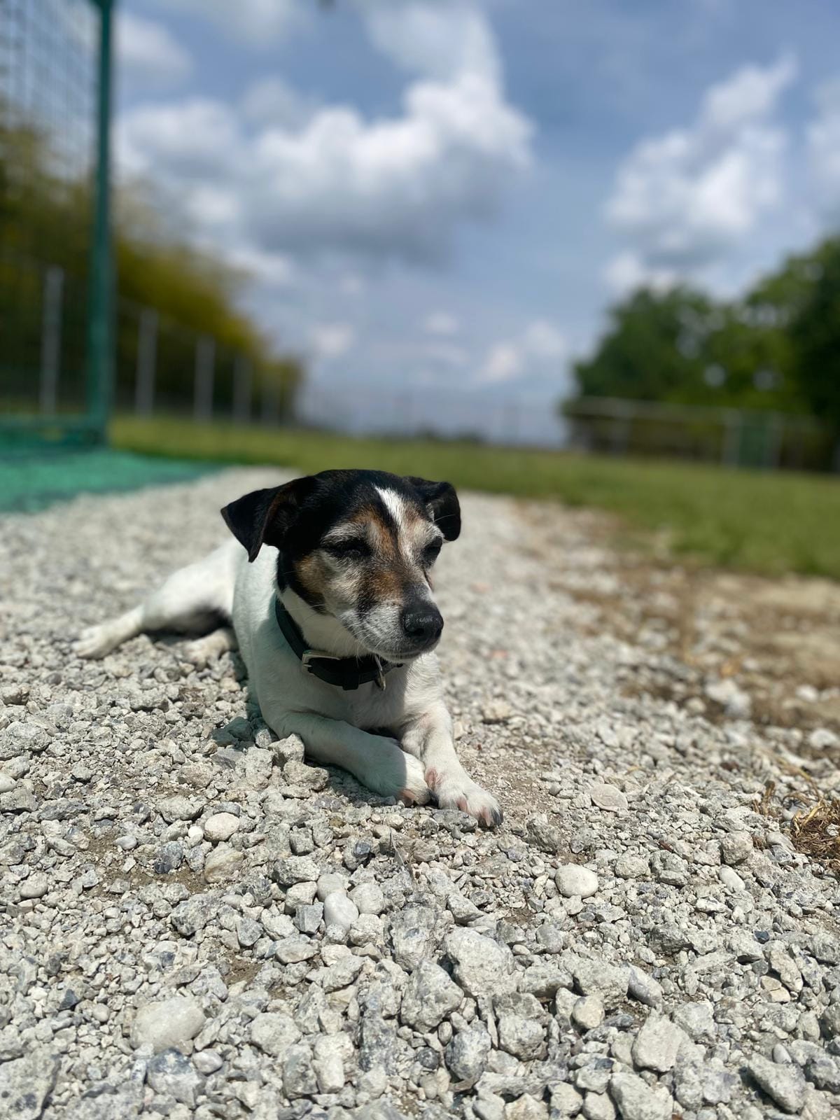 Cane ospite