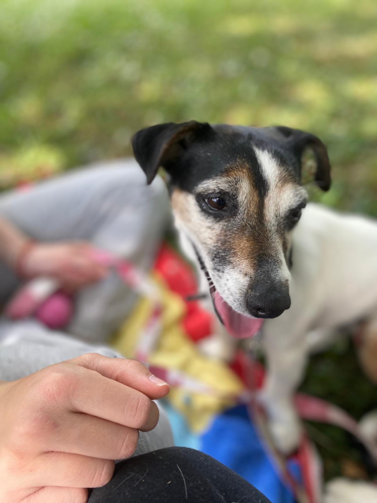 Cane ospite