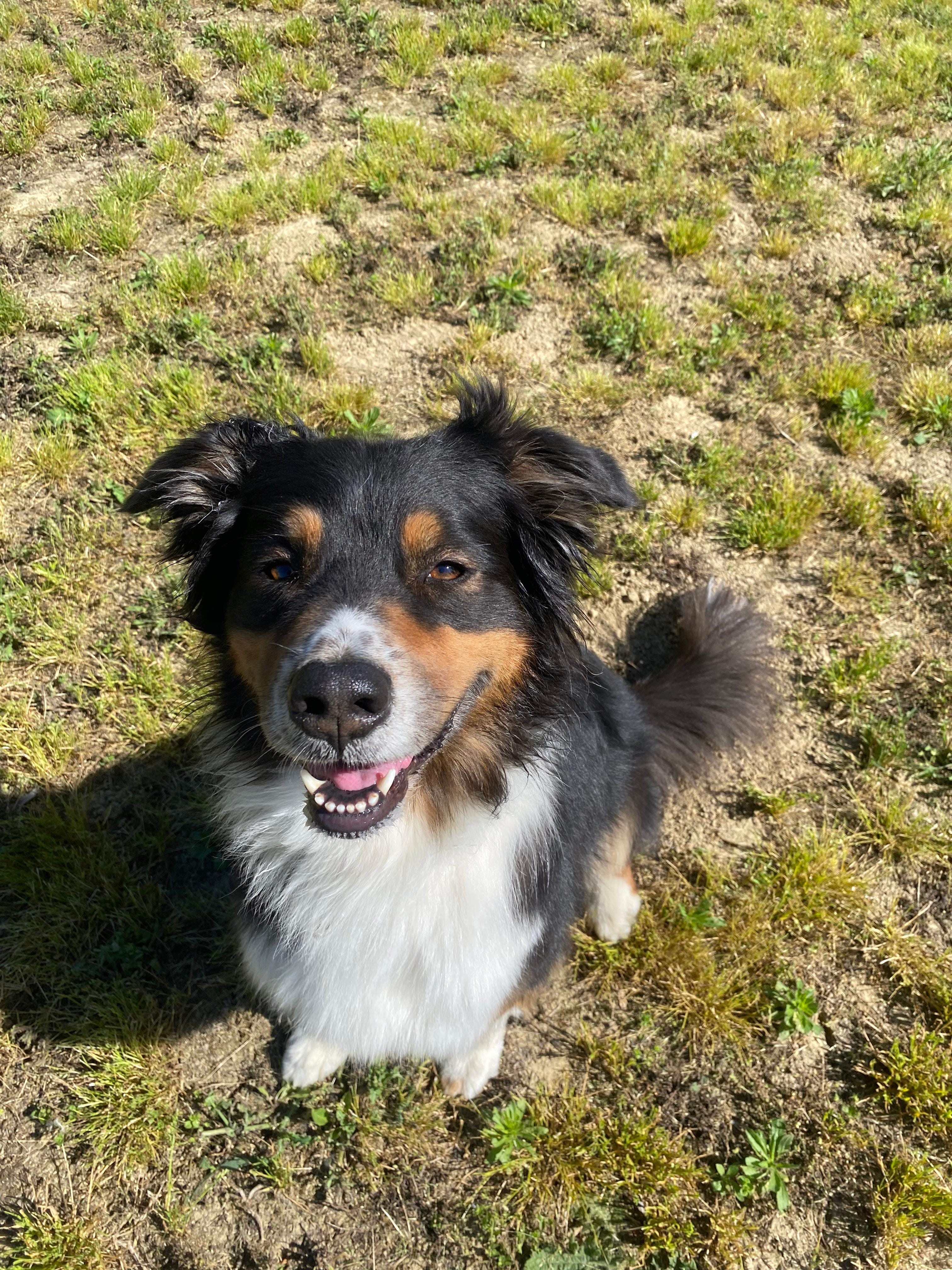 Cane ospite