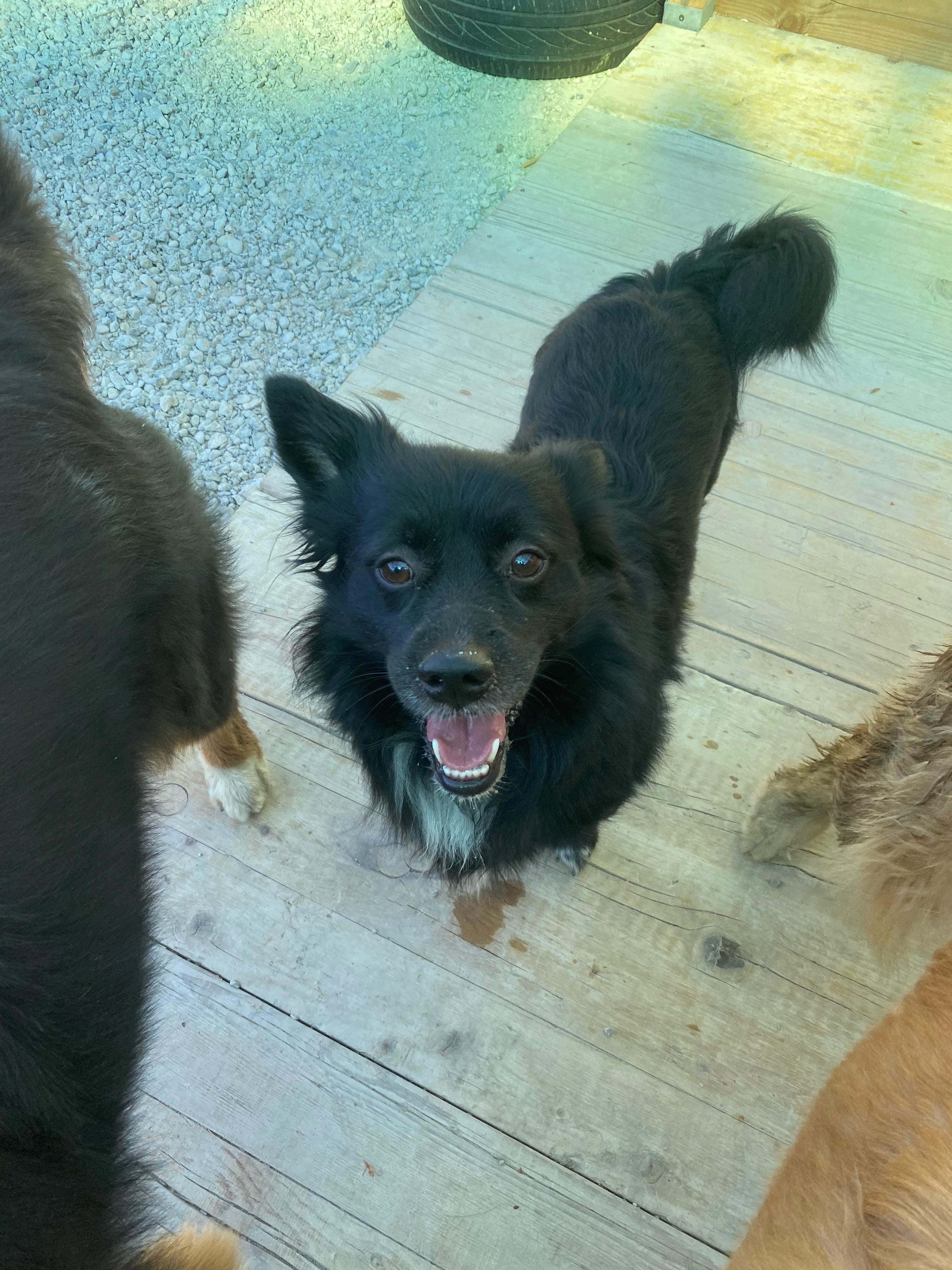 Cane ospite