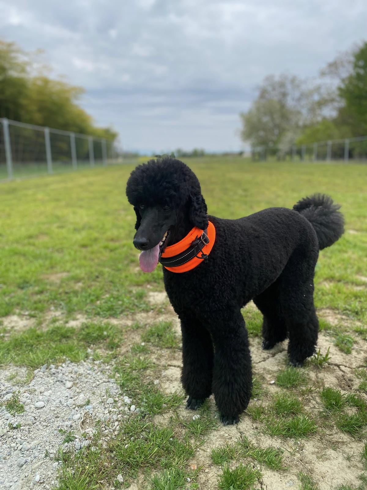 Cane ospite