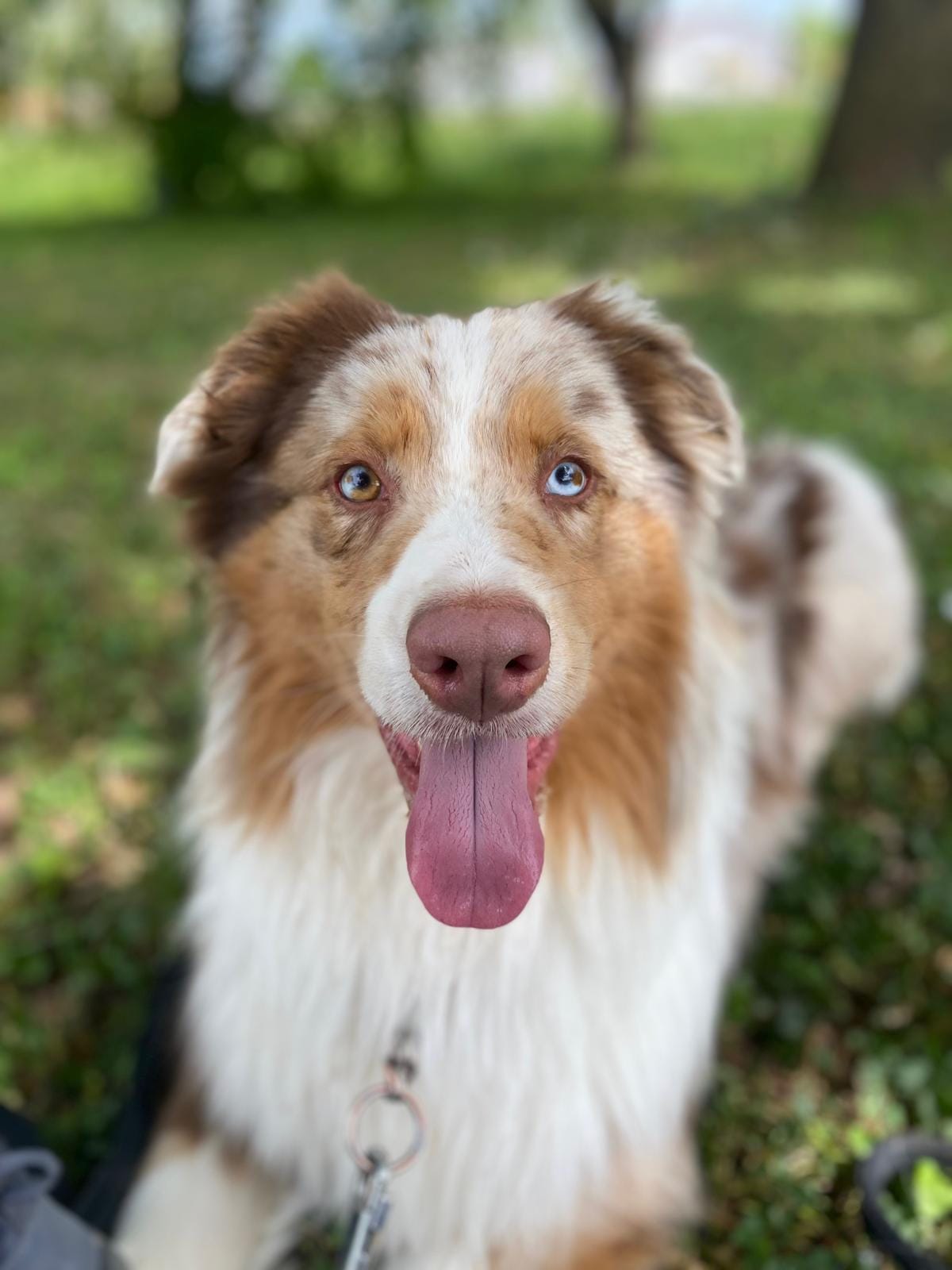Cane ospite
