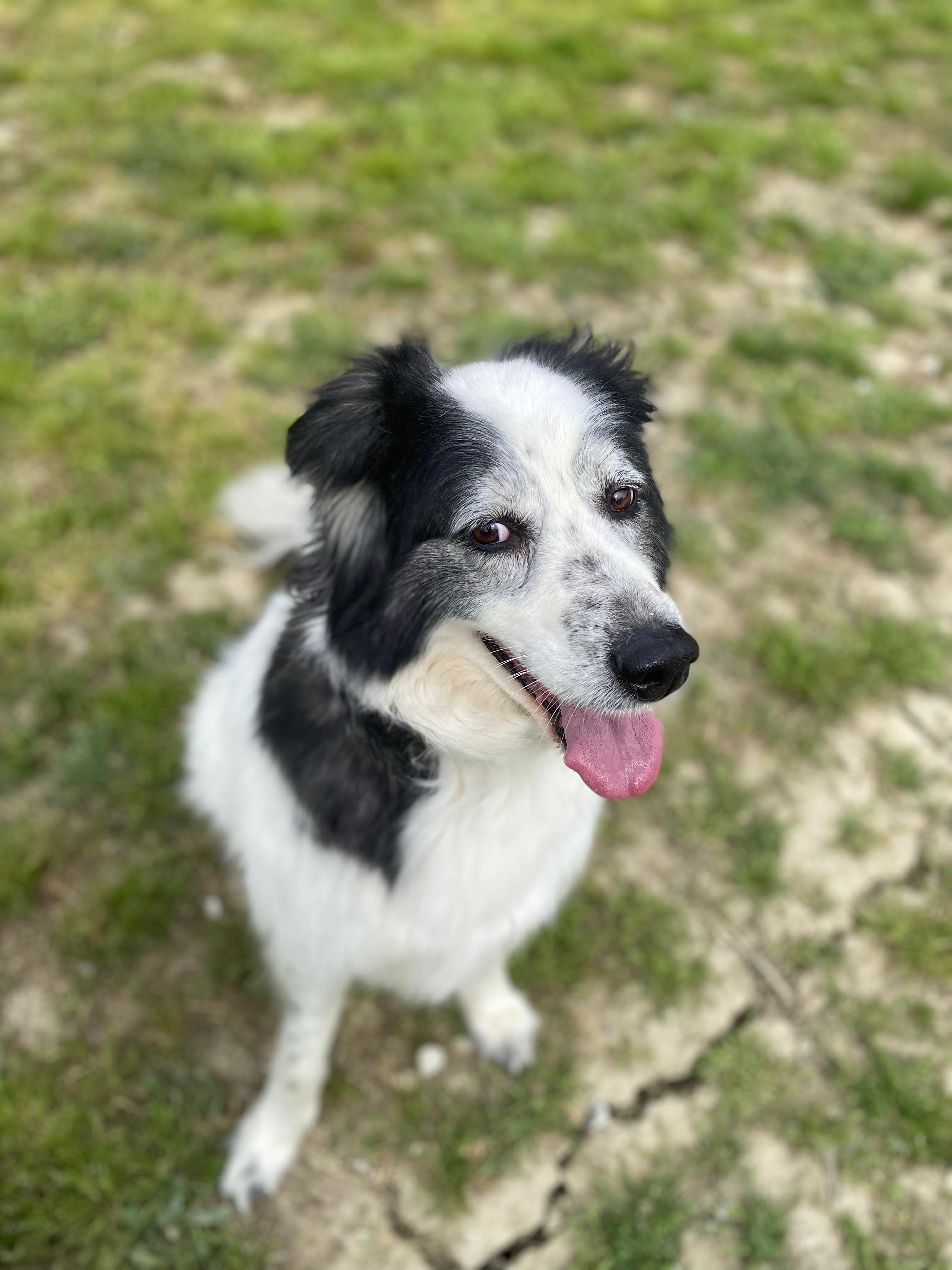 Cane ospite