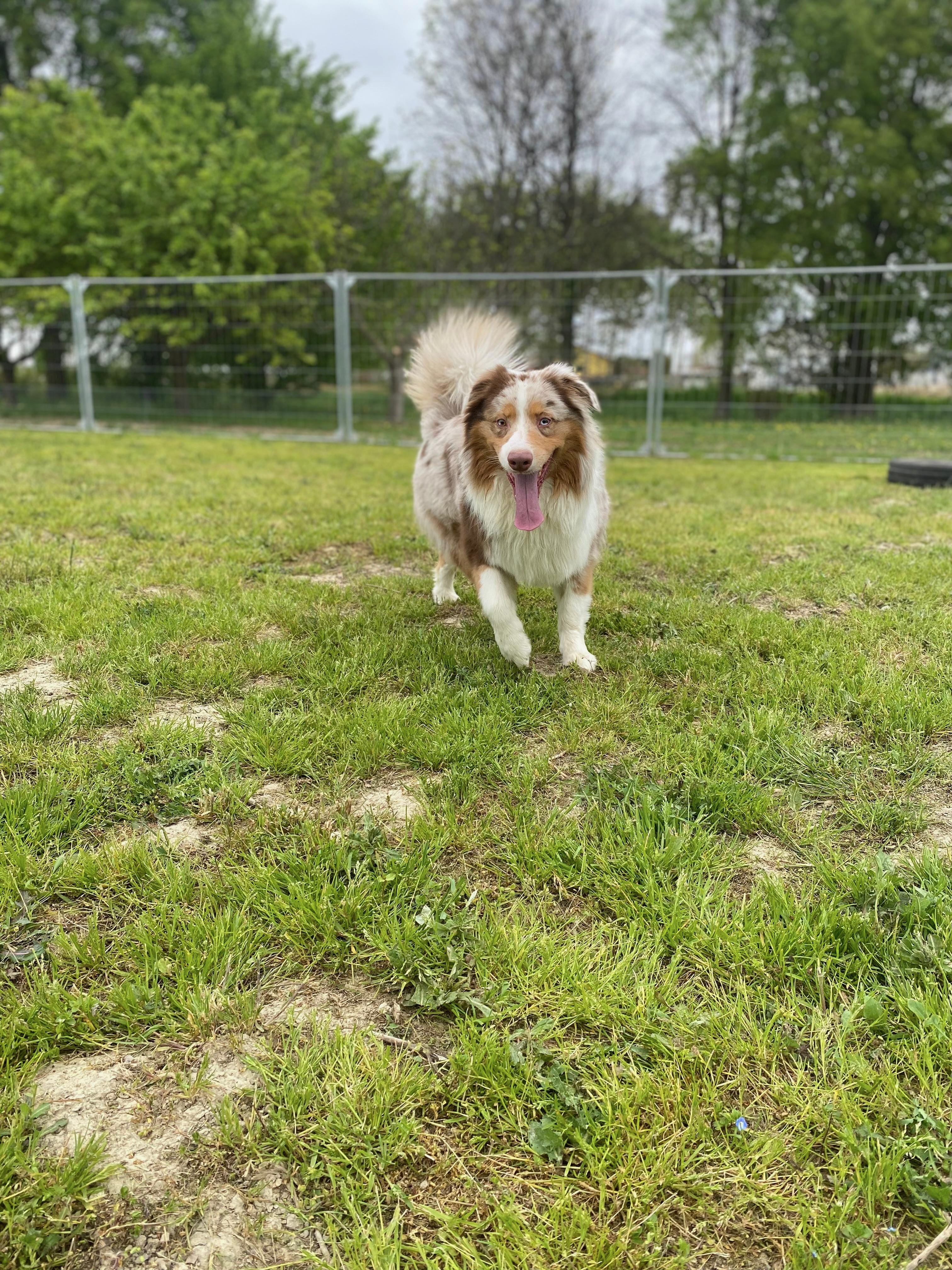 Cane ospite