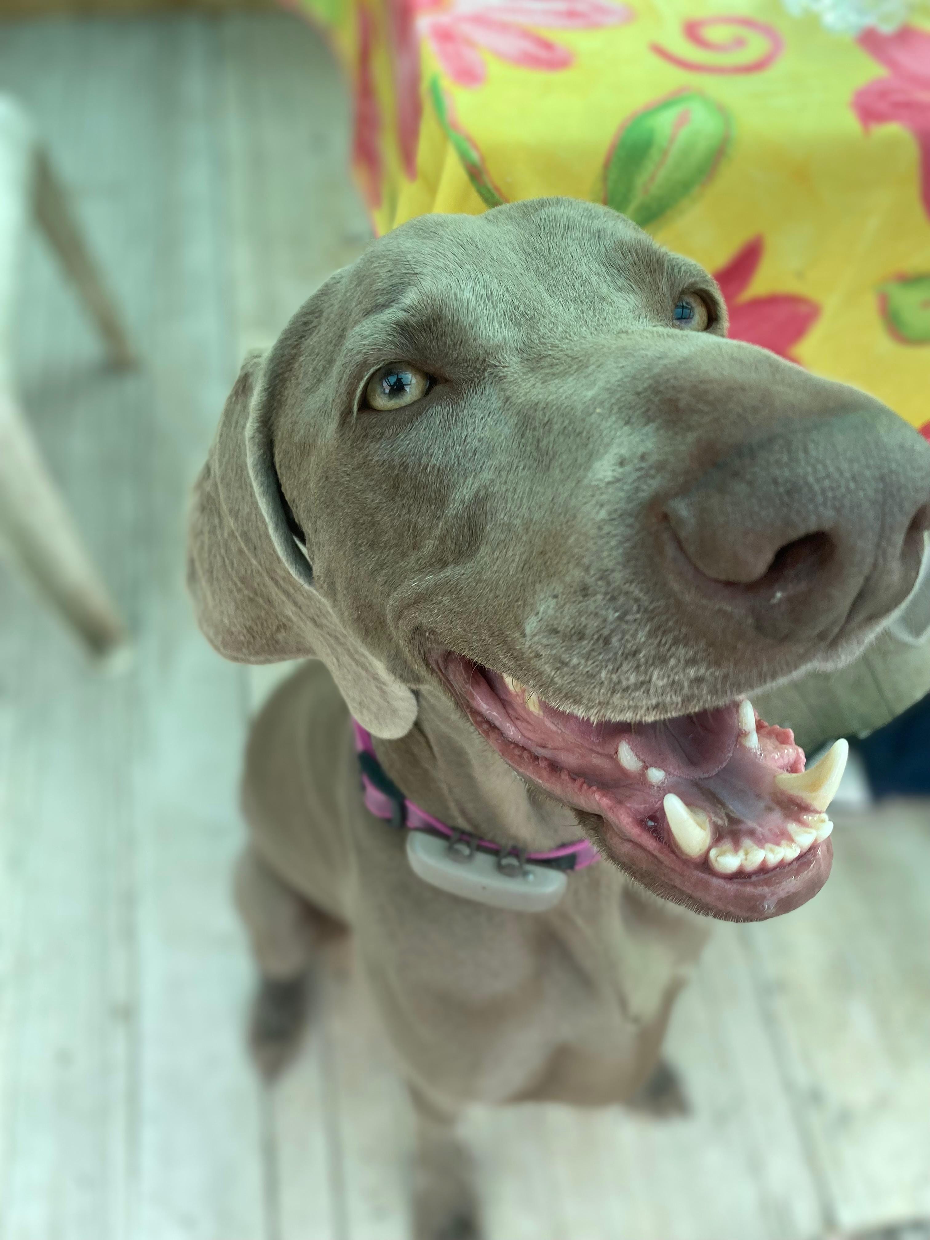 Cane ospite