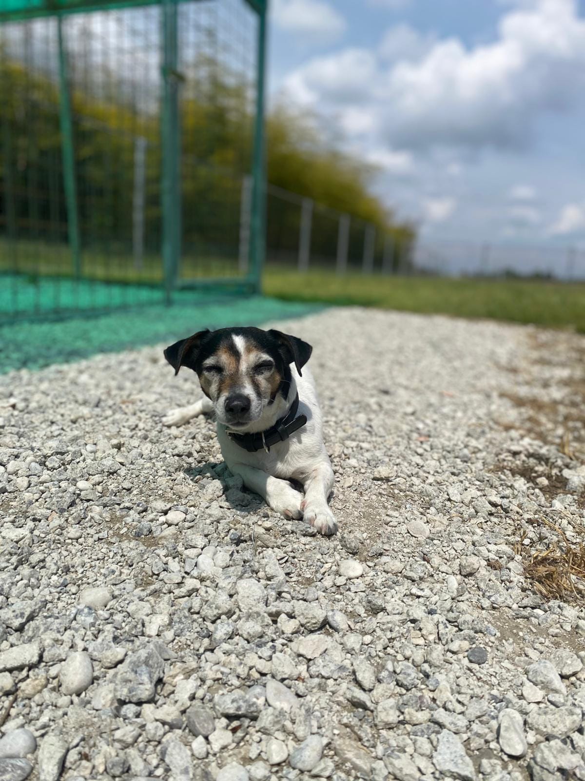 Cane ospite