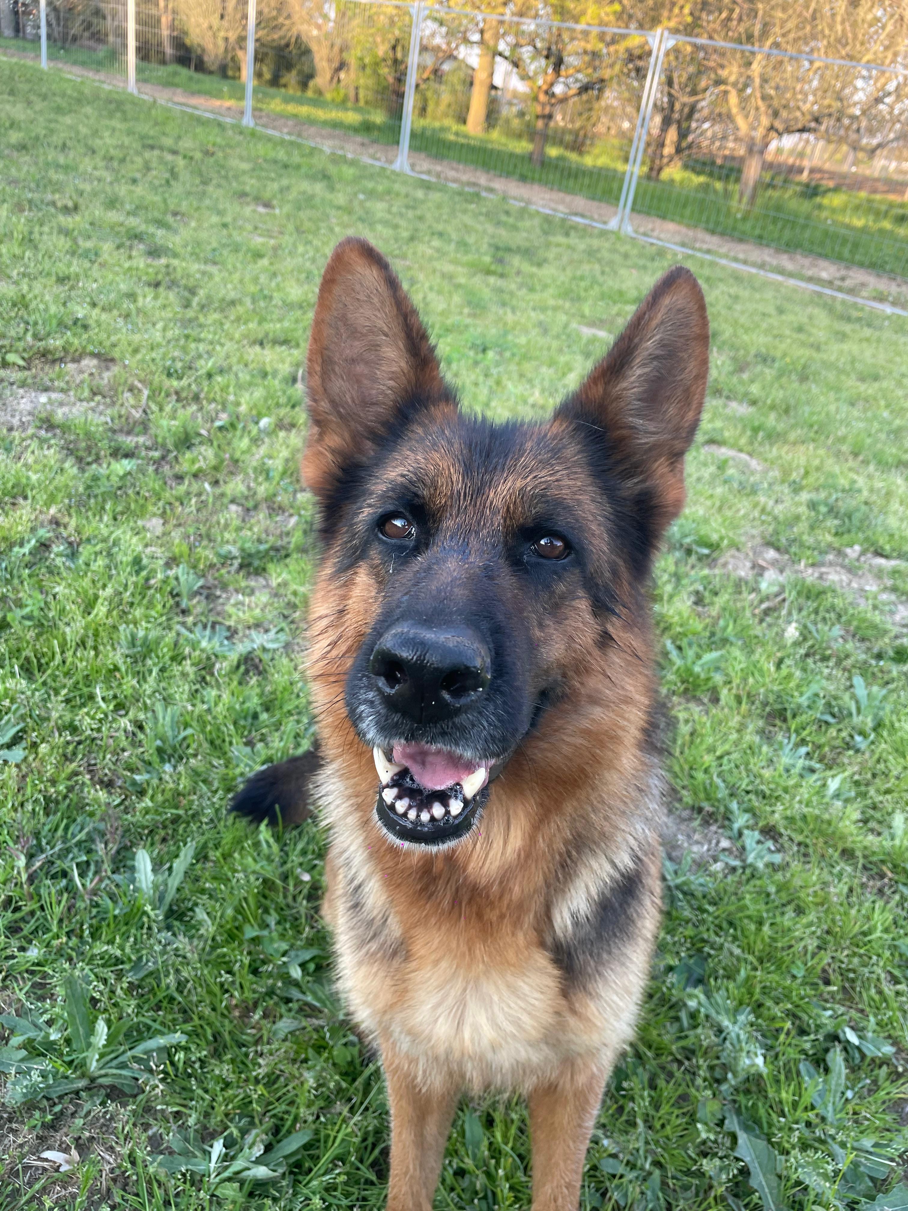 Cane ospite