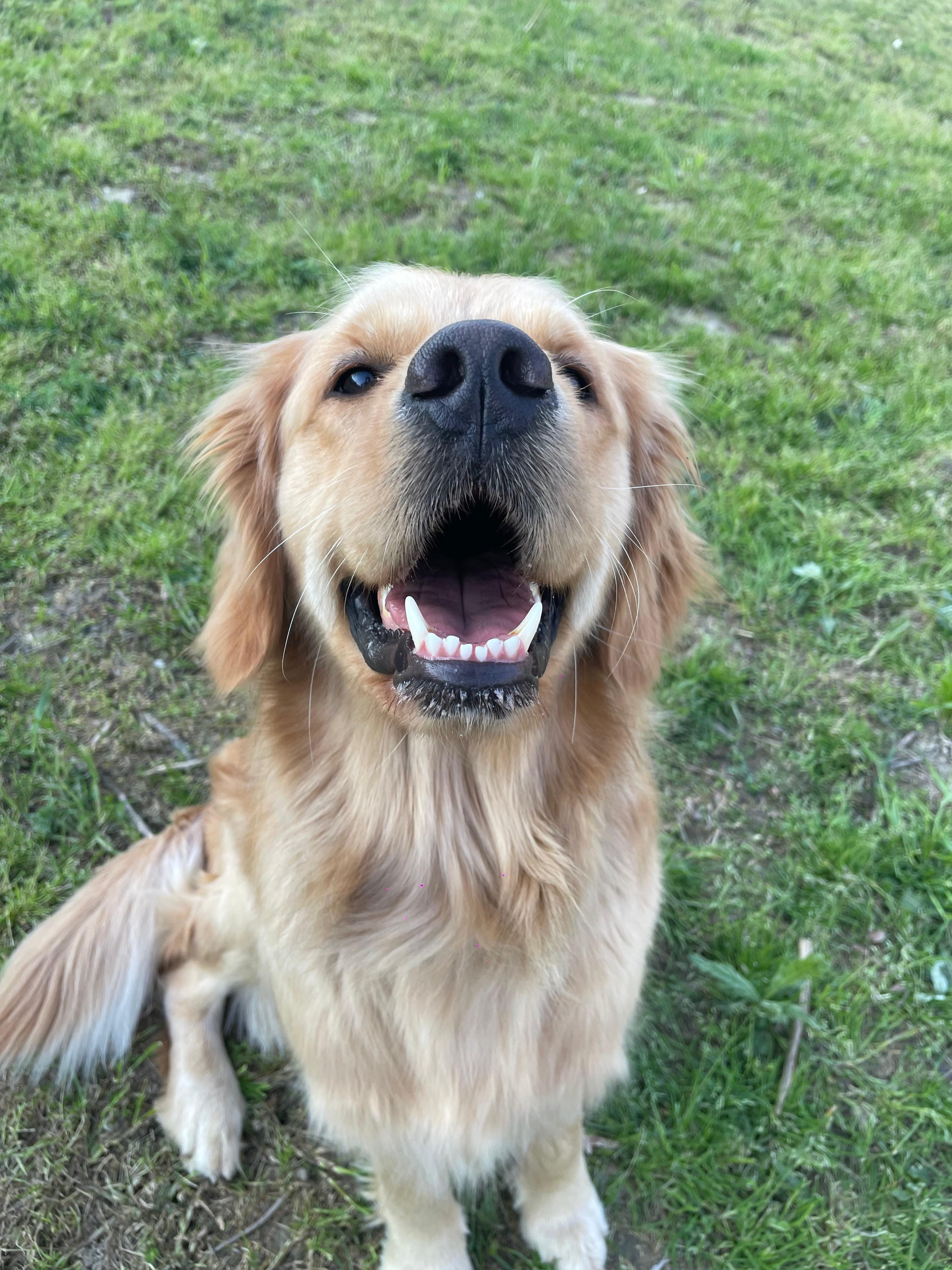 Cane ospite