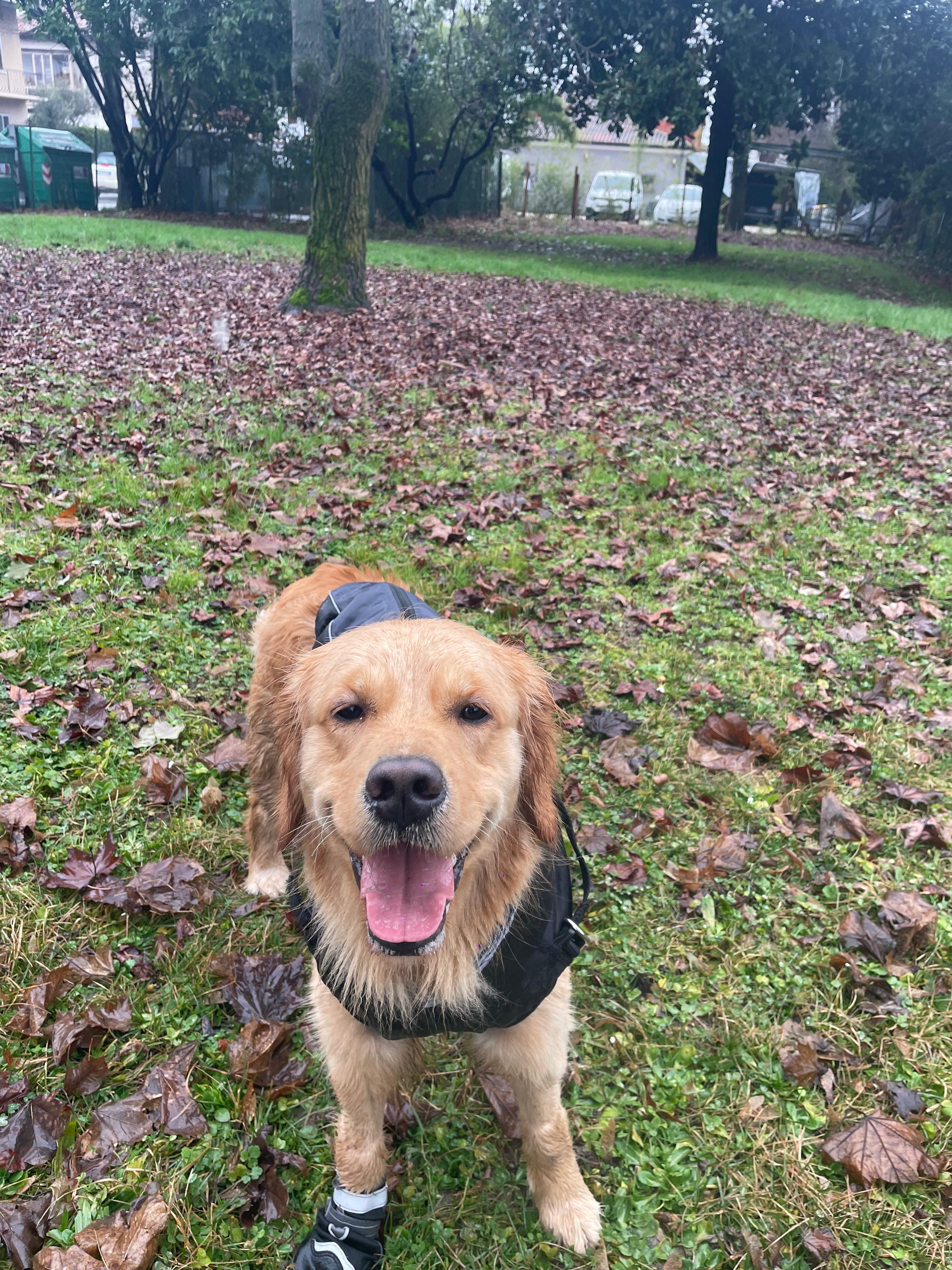 Cane ospite