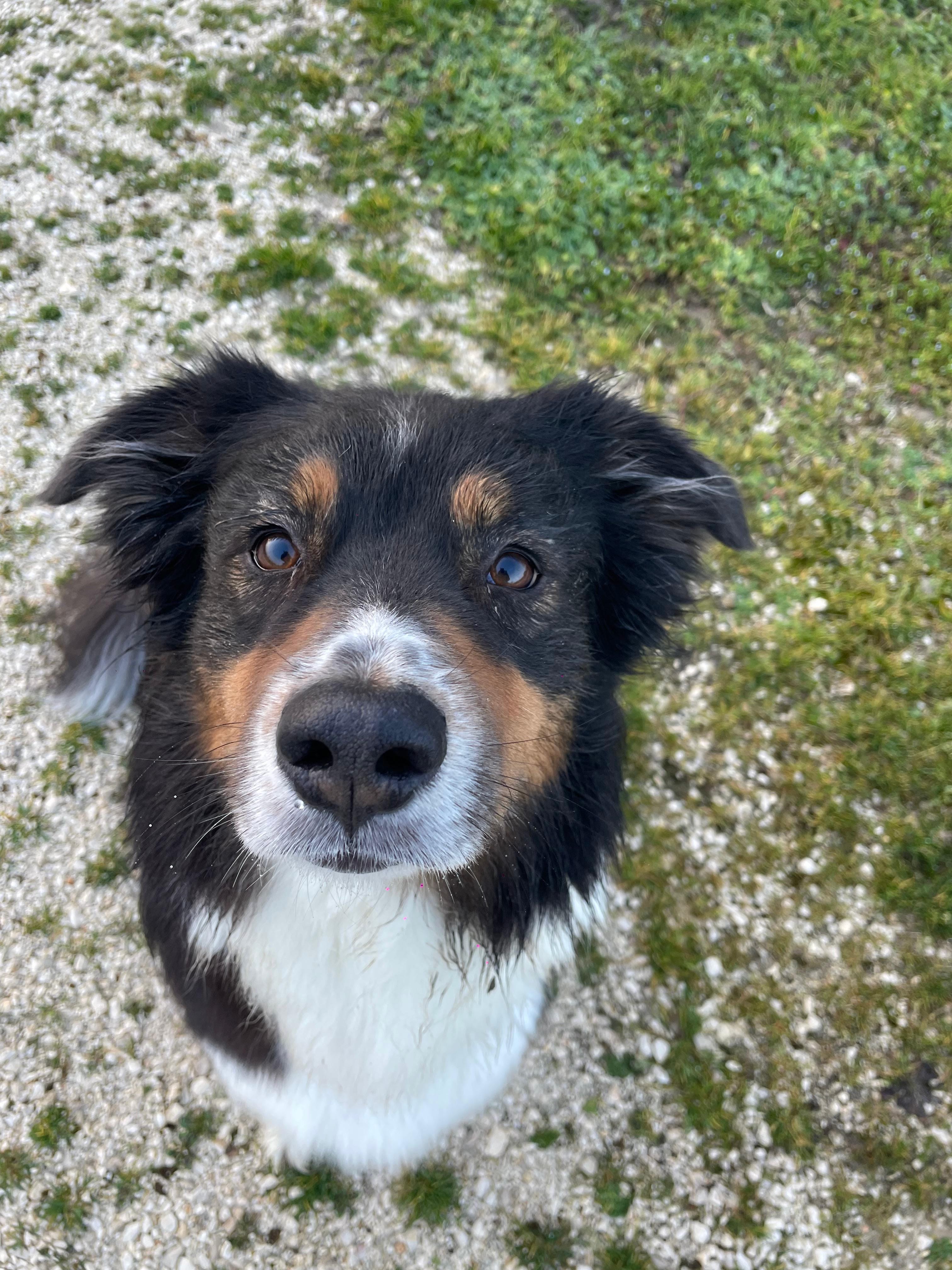 Cane ospite
