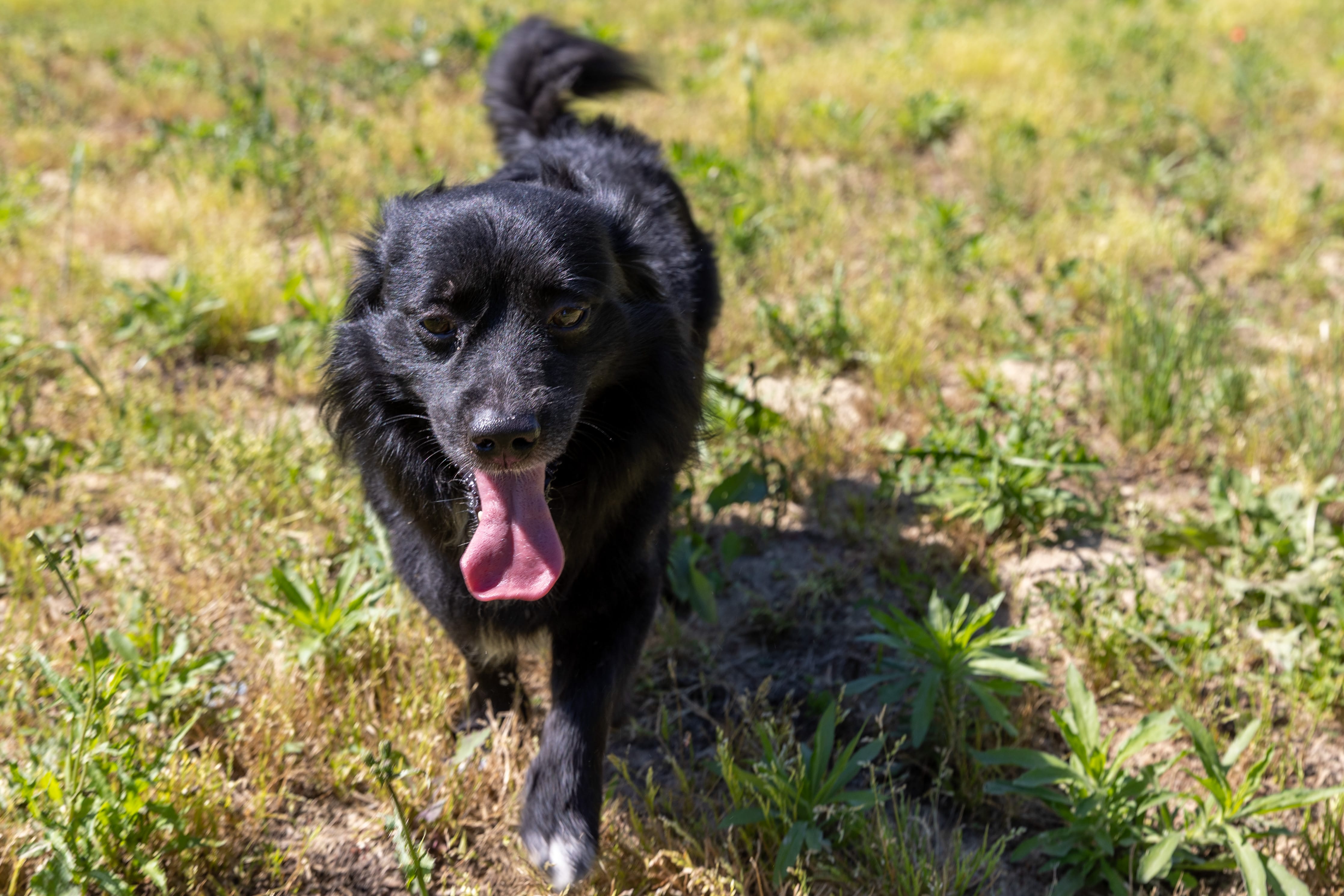 Cane ospite