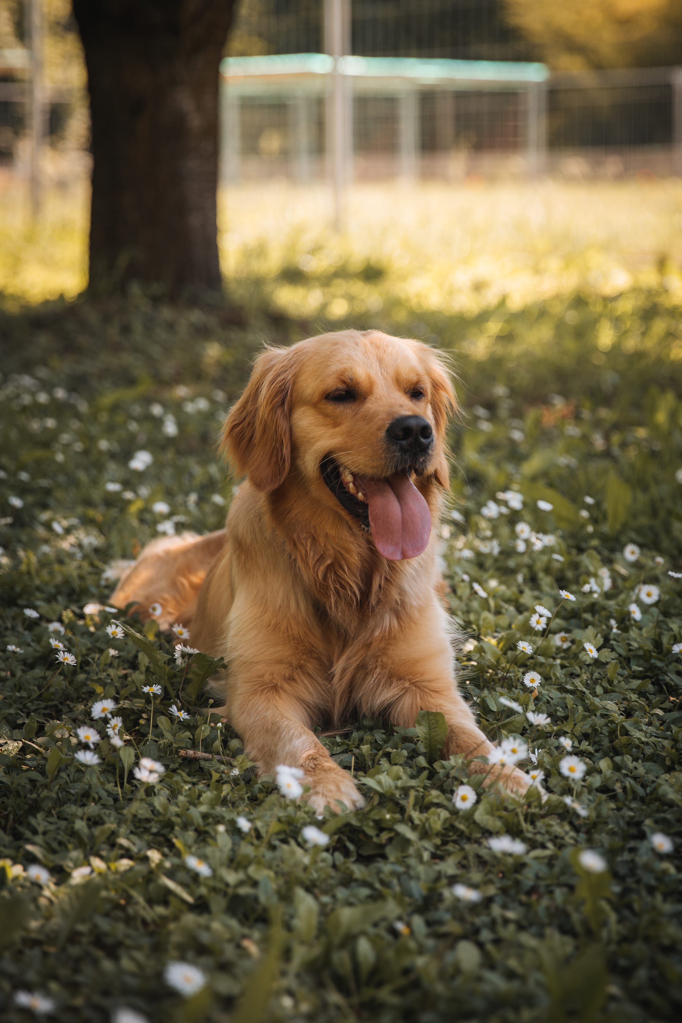 Cane ospite